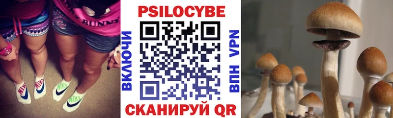 наркота  Магнитогорск  Псилоцибиновые грибы Psilocybe 